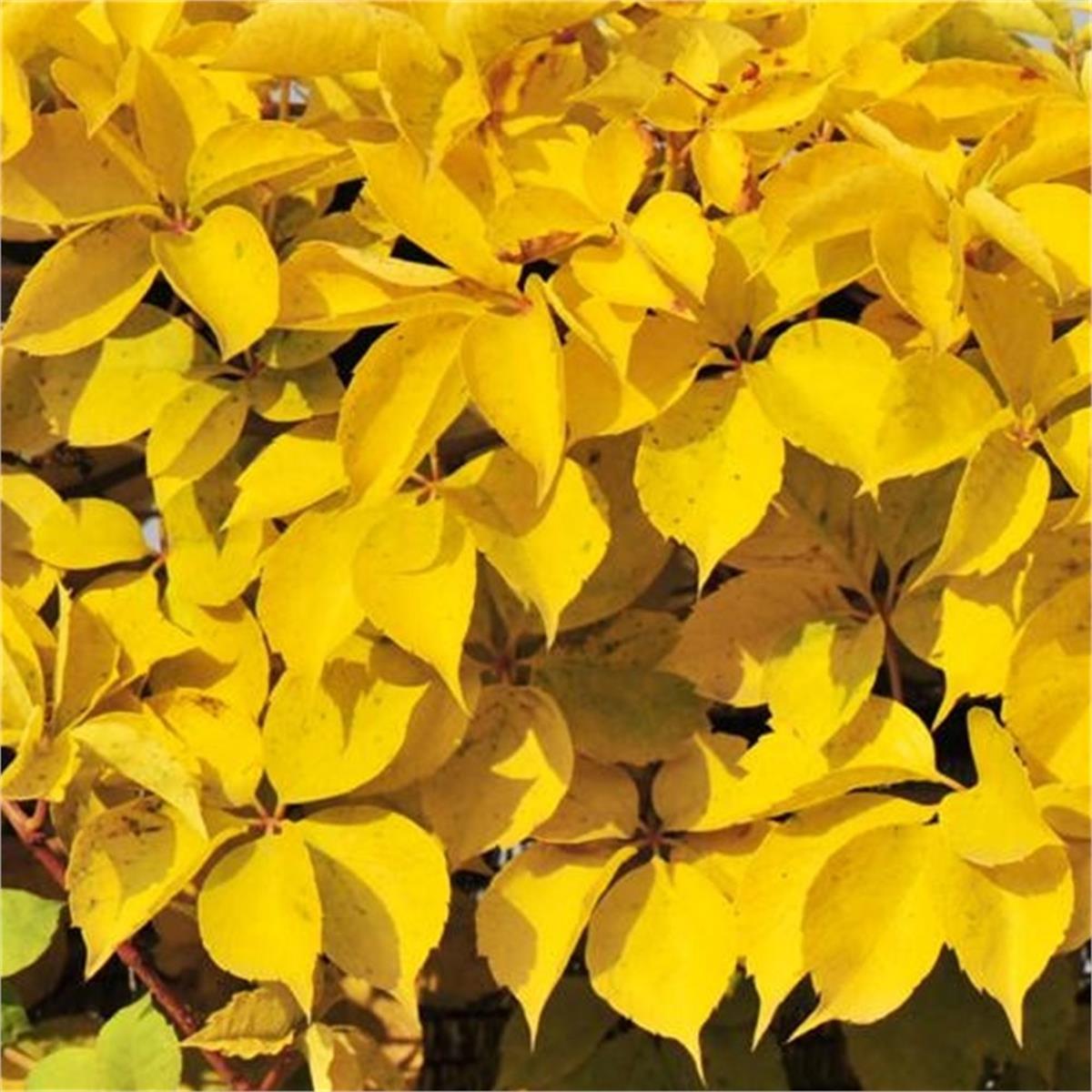 Parthenocissus quinq. Yellow wall amerikan sarmaşığı fidanı