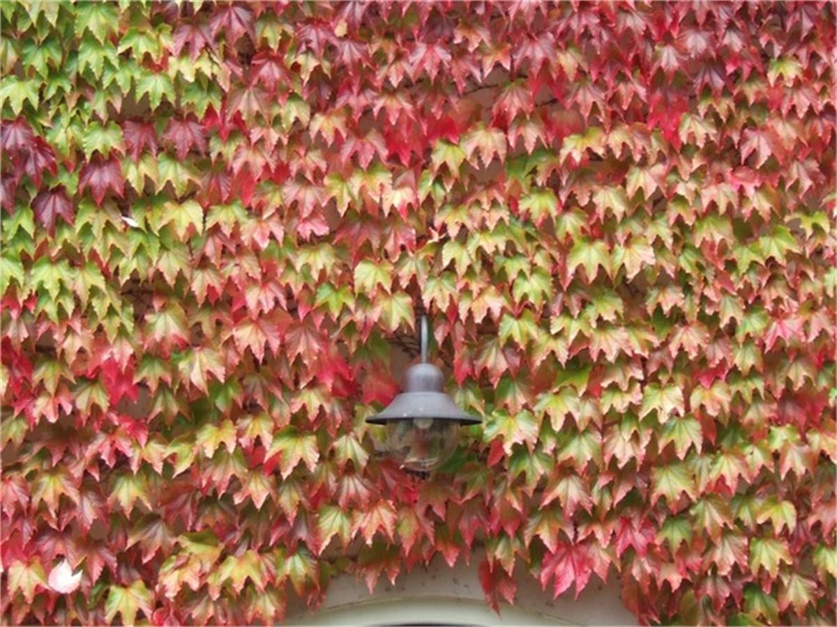 Parthenocissus tricus. veitchii vantuzlu amerikan sarmaşık fidanı