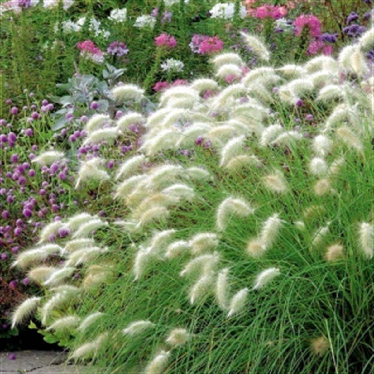 Pennisetum villosum Beyaz Afrika Şelale Çimi fidesi