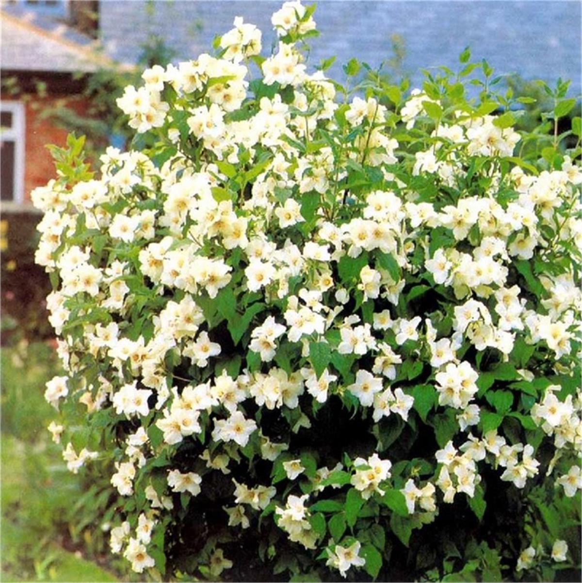 Philadelphus belle Etoile büyük çiçekli filbahri fidanı