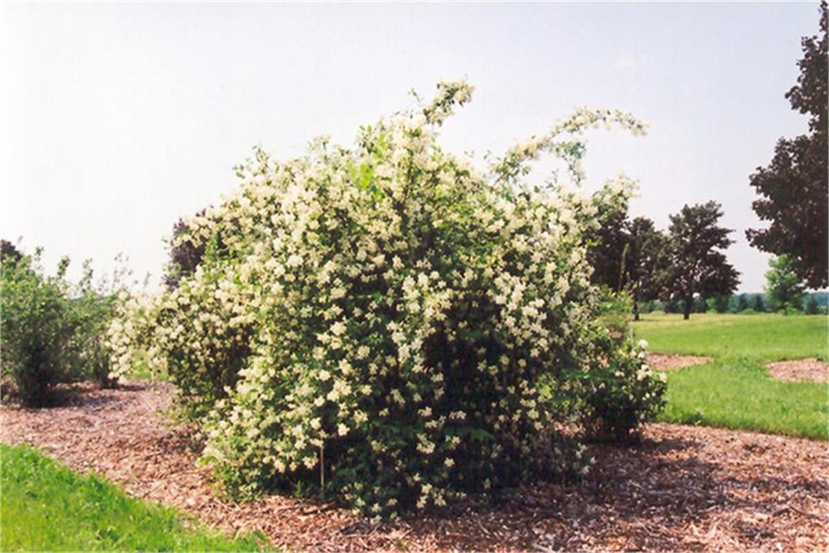 Philadelphus Lemoinei Oranj filbahri fidanı