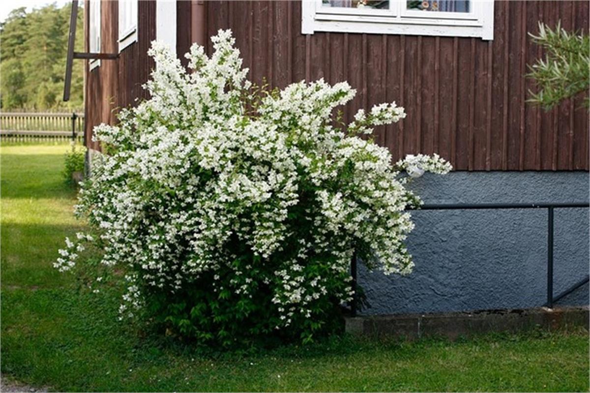 Philadelphus virginalis Mont Blanc bodur filbahri fidanı