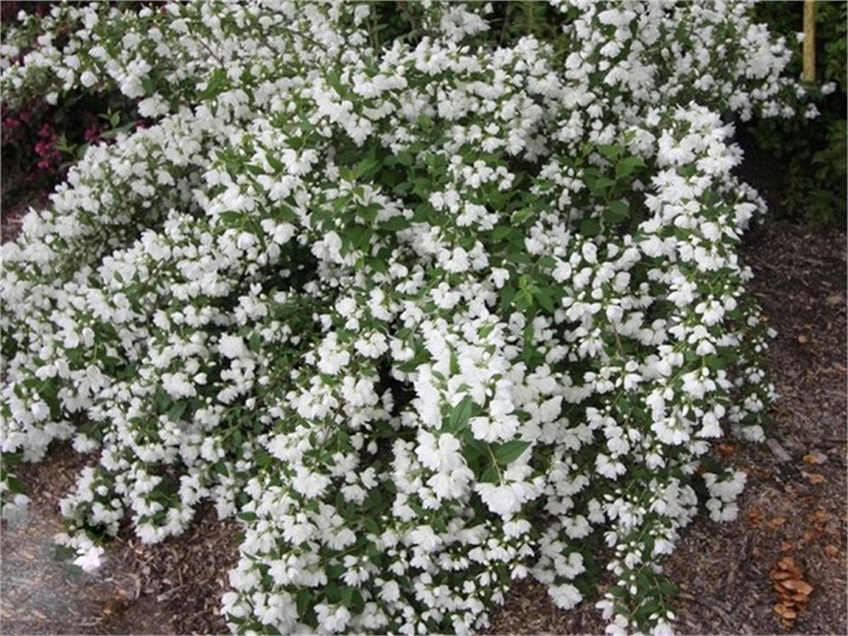 Чубушник (Жасмин) Сноубель (Philadelphus Snowbelle)