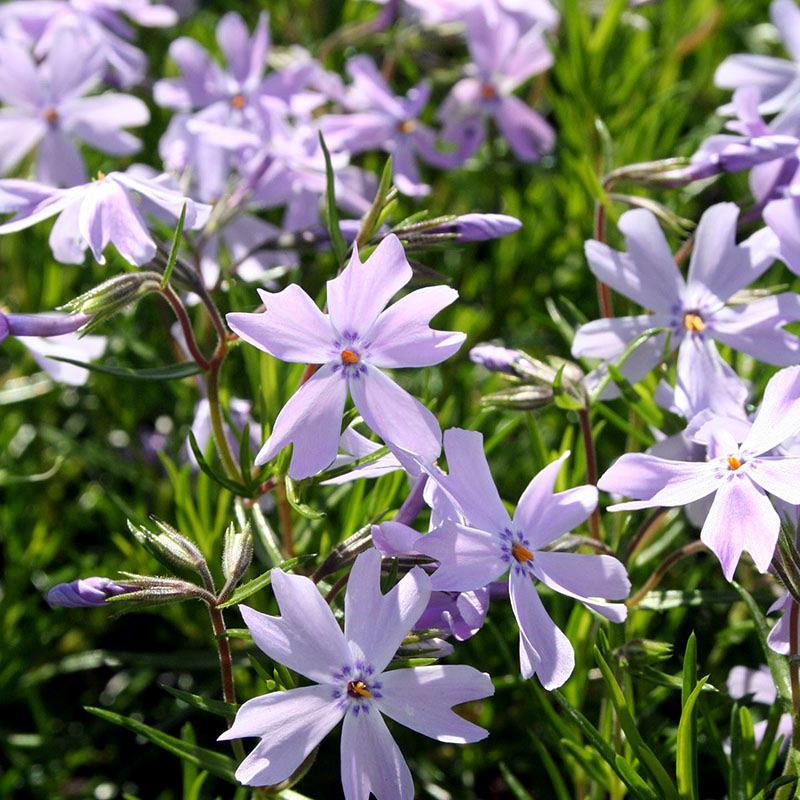 Phlox subulata Emerald Cushion Blue Mavi Çiçekli Yayılıcı Floks