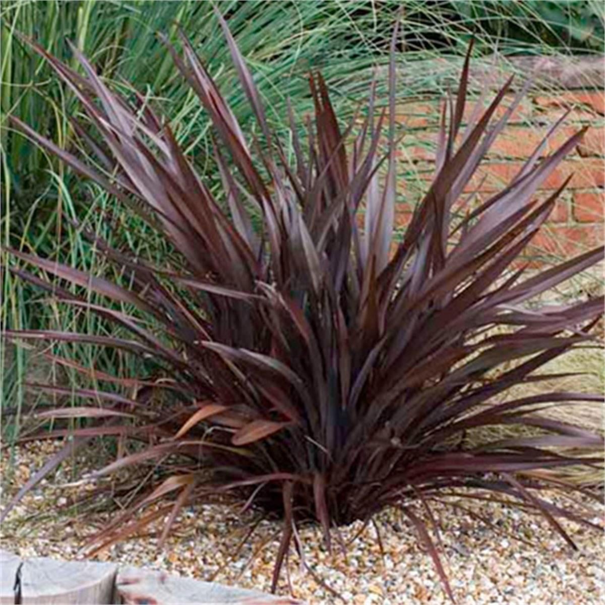 Phormium Bronze baby Yeni Zelanda Keteni fidesi