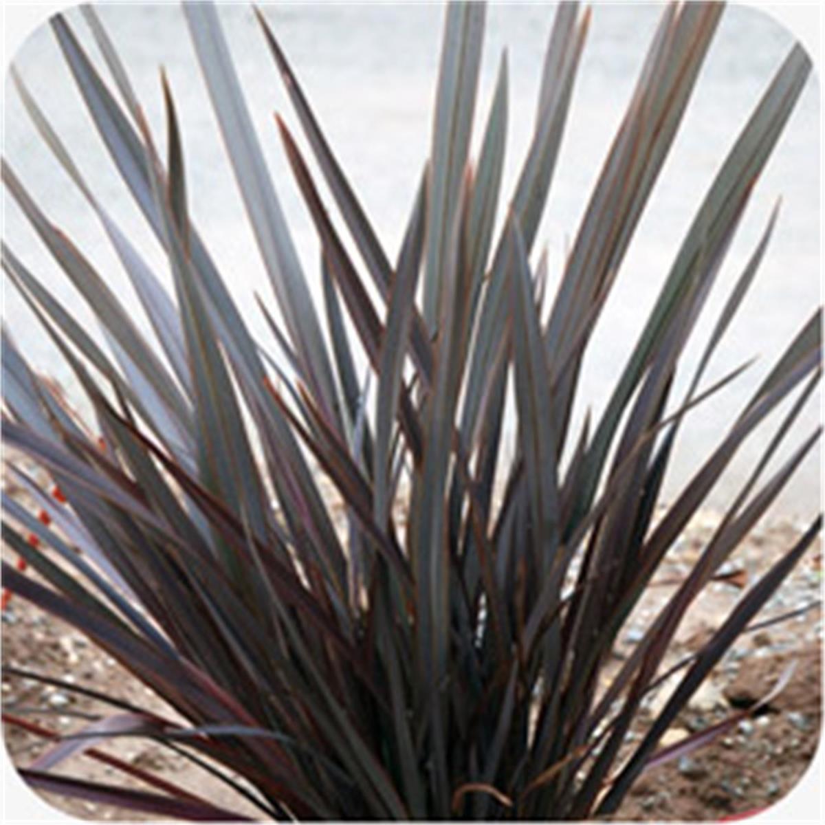 Phormium Dark delight Yeni Zelanda Keteni fidesi