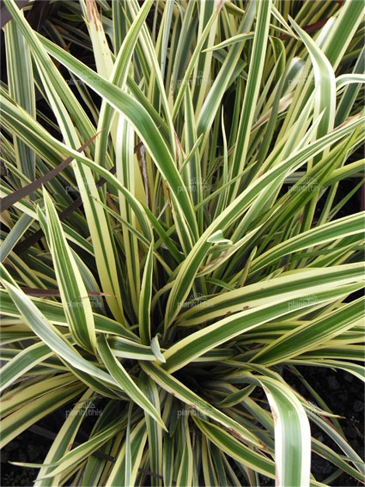 Phormium Duet Yeni Zelanda Keteni fidesi