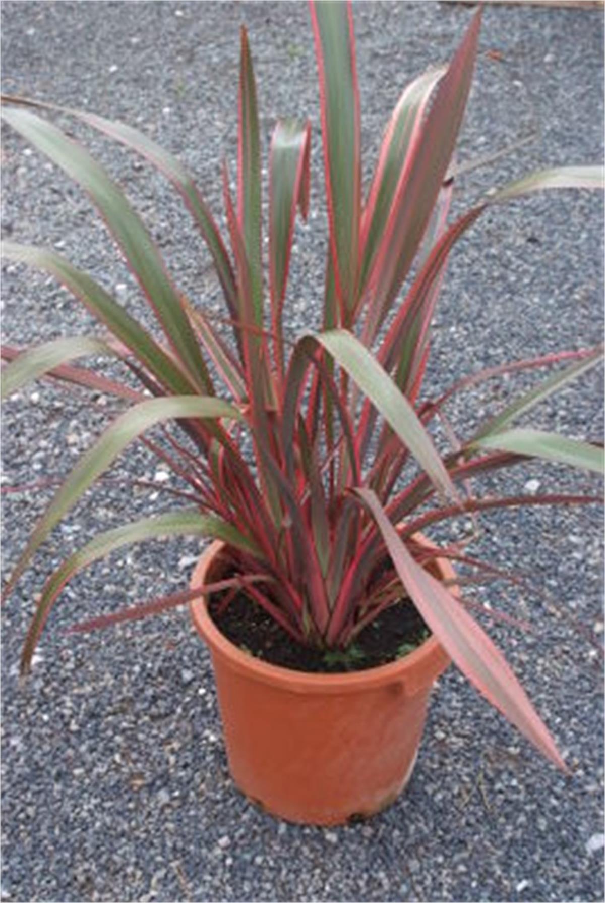 Phormium Joker Yeni Zelanda Keteni fidesi