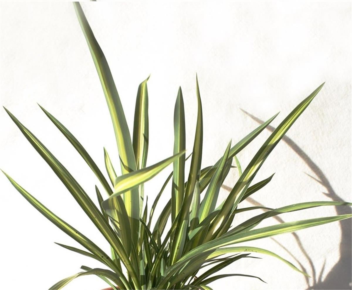 Phormium Moonracker Yeni Zelanda Keteni fidesi