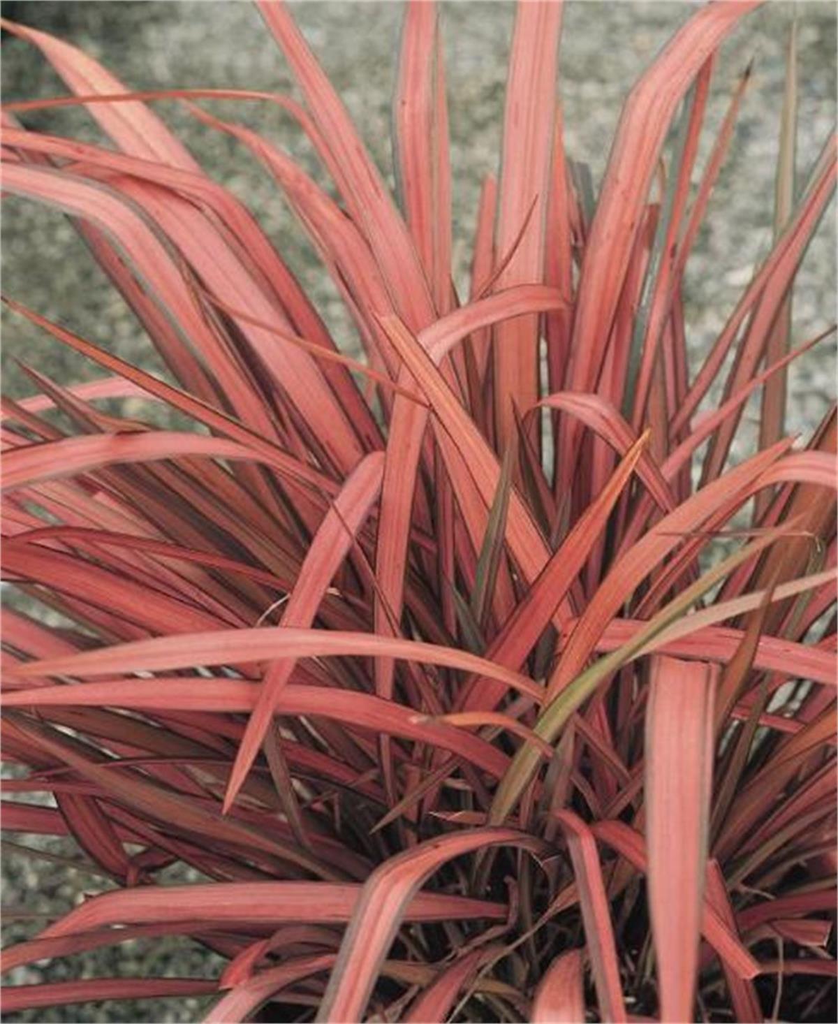 Phormium Rainbow maiden Yeni Zelanda Keteni fidesi