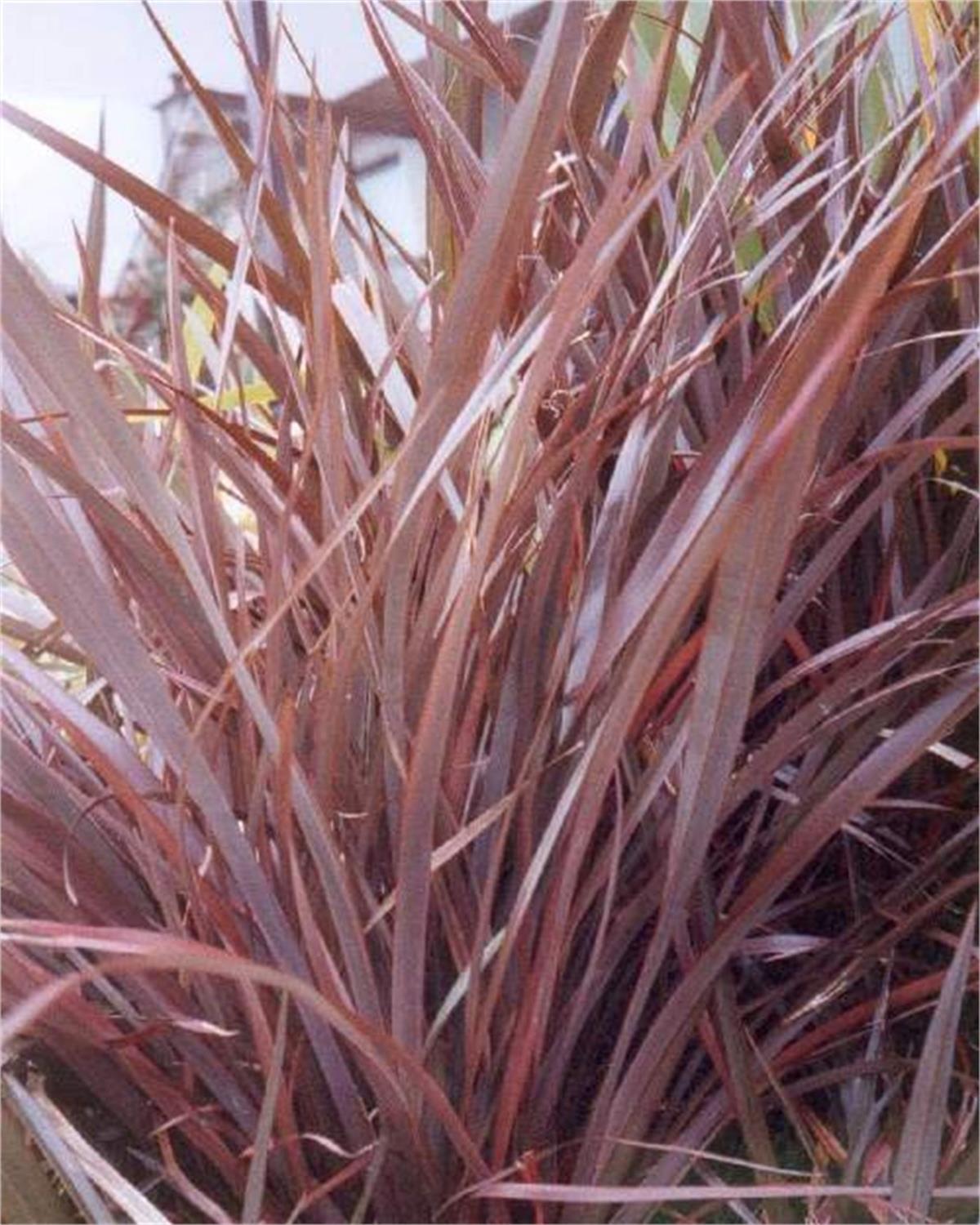 Phormium tenax Purpureum Yeni Zelanda Keteni fidesi