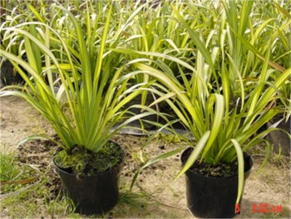 Phormium Yellow Wave Yeni Zelanda Keteni fidesi