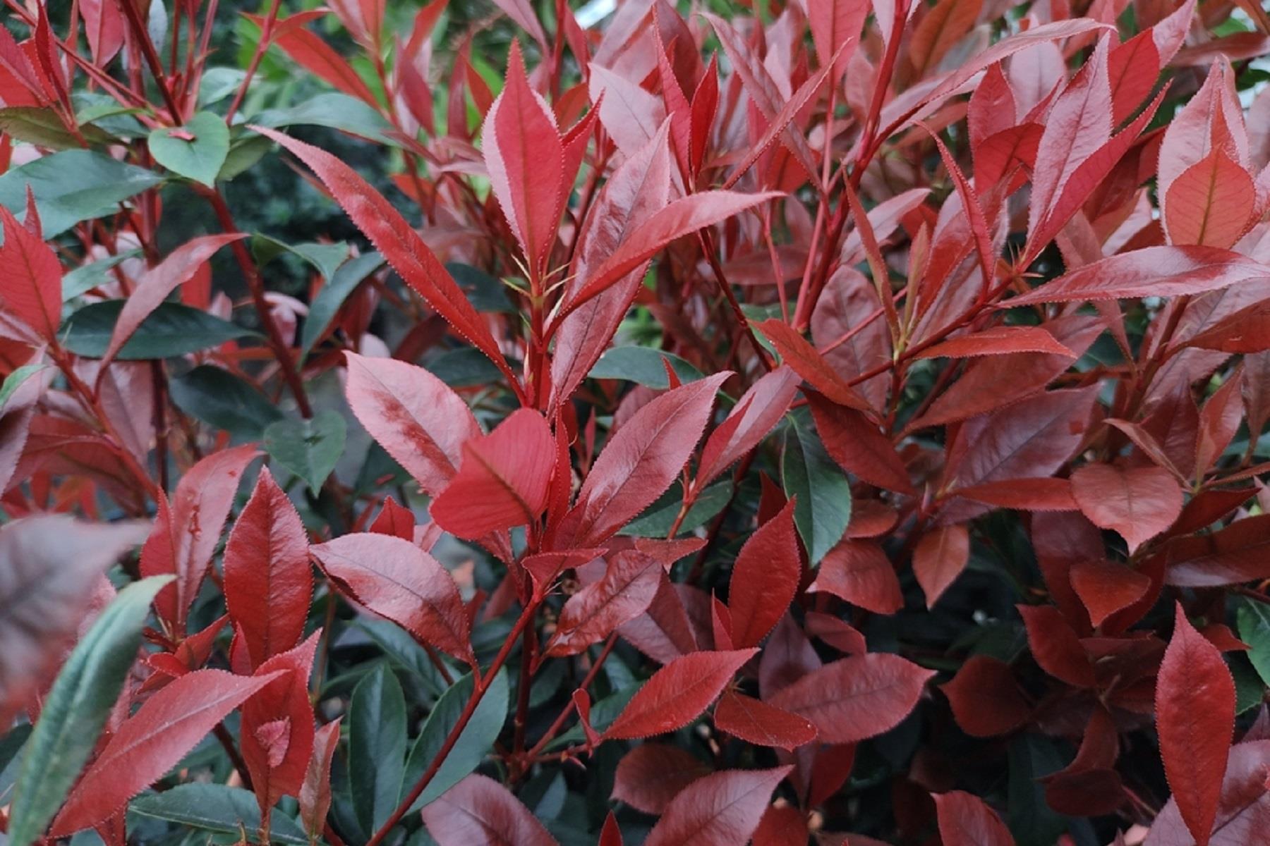 Photinia fraseri Carre rouge alev ağacı alev çalısı fidanı