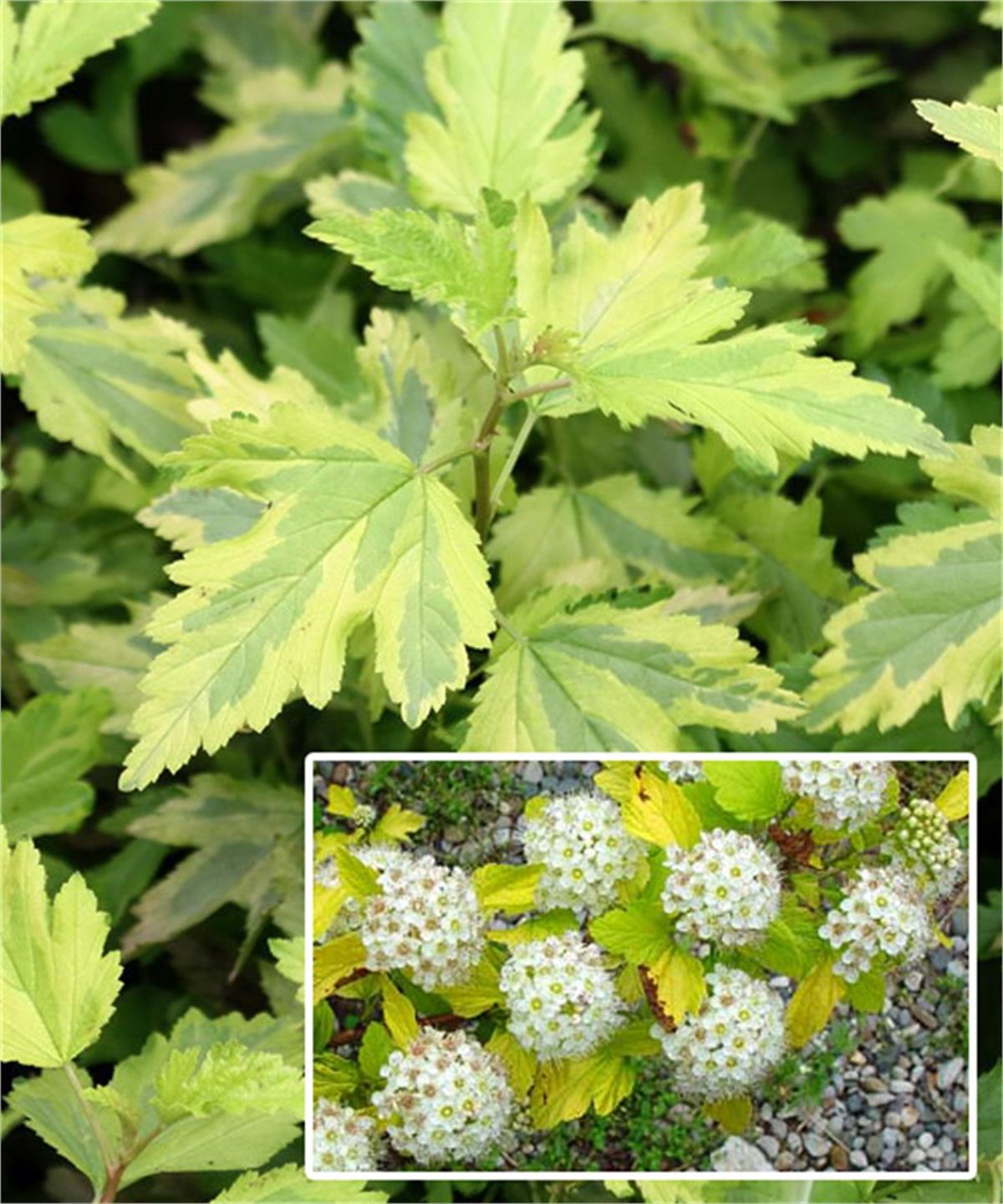 Physocarpus opulifolius Annys Gold Dokuzkabuk fidanı