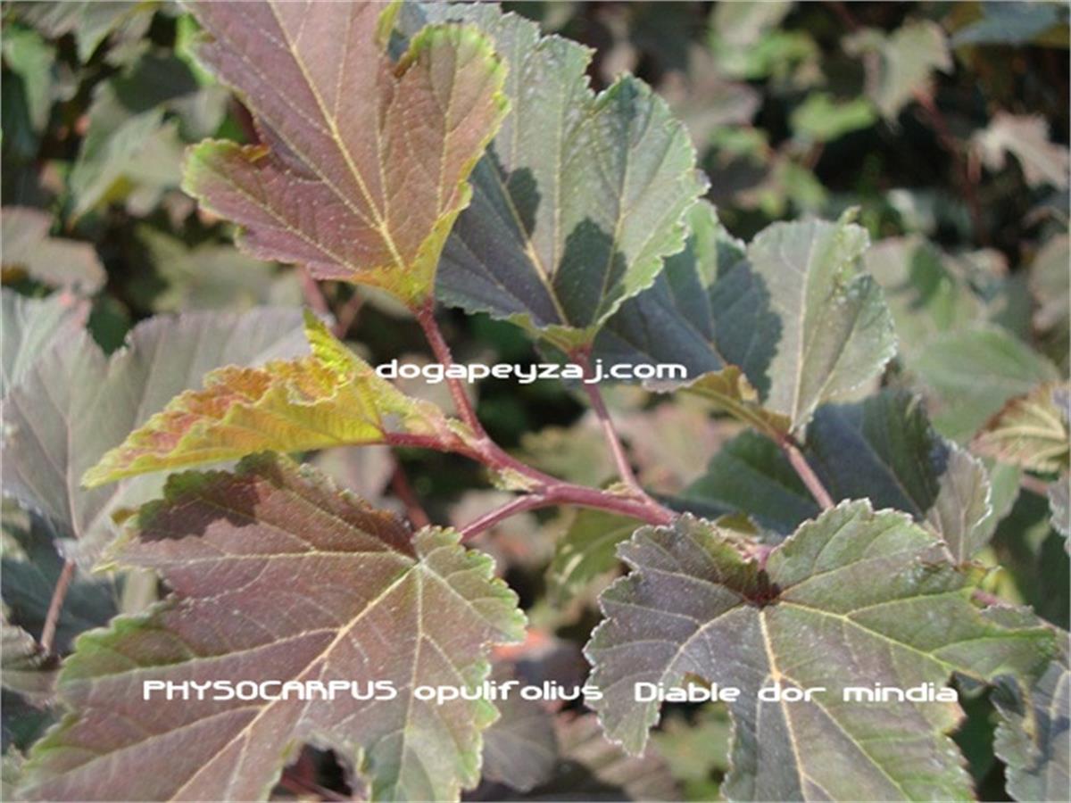 Physocarpus opulifolius Diable dor mindia Dokuzkabuk fidanı