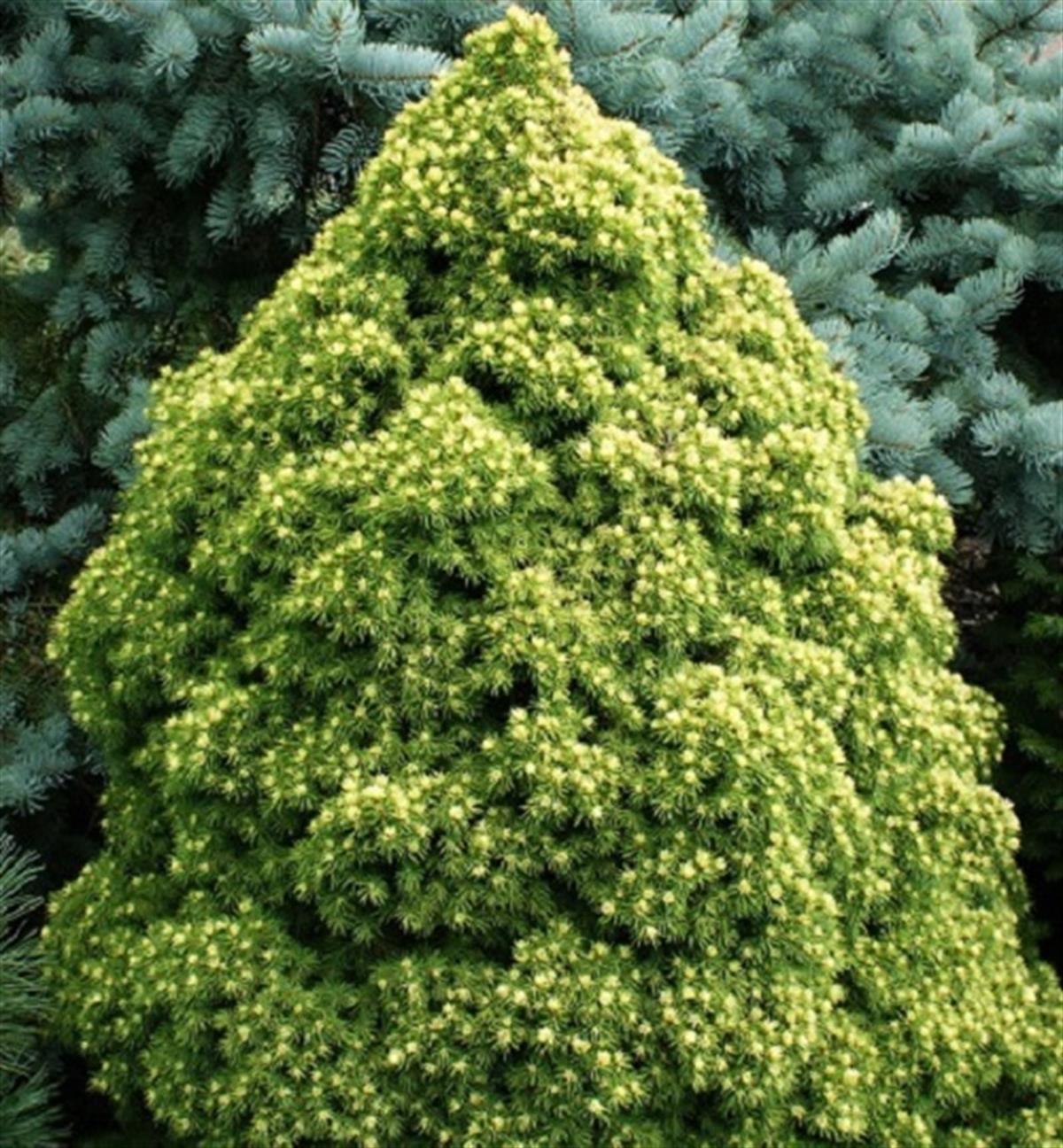 Picea glauca Rainbows End Konik Ladin fidanı