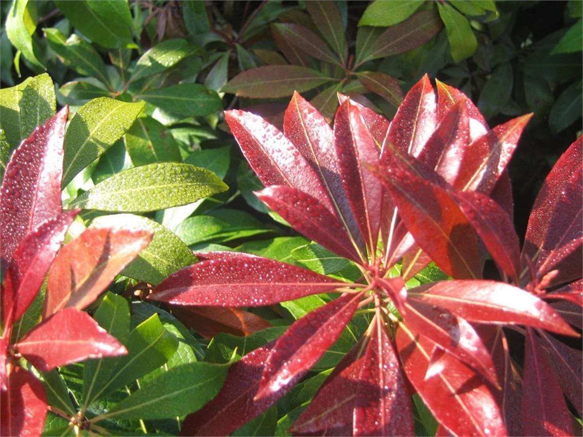 Pieris japonica Katsura cov
