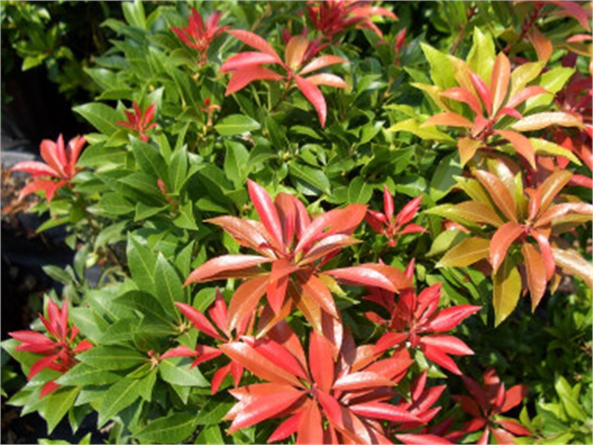 Pieris japonica Mountain Fire