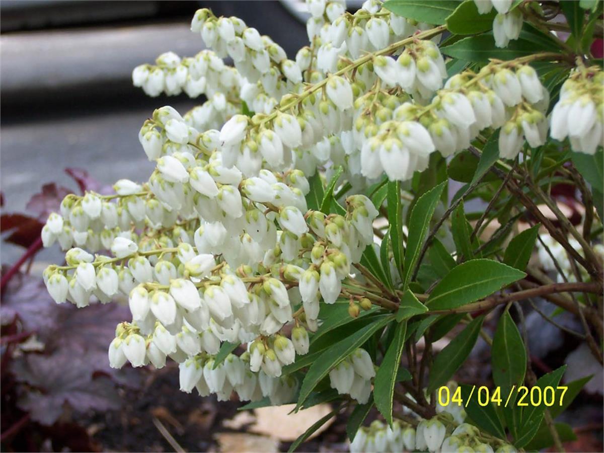 Pieris japonica Prelude