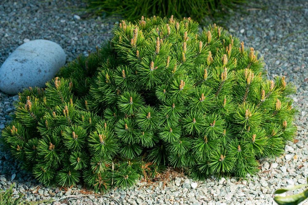 Pinus mugo uncinata Karaçam fidanı