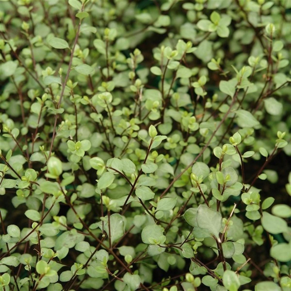 Pittosporum ten. Green Elf Pitosporum fidanı