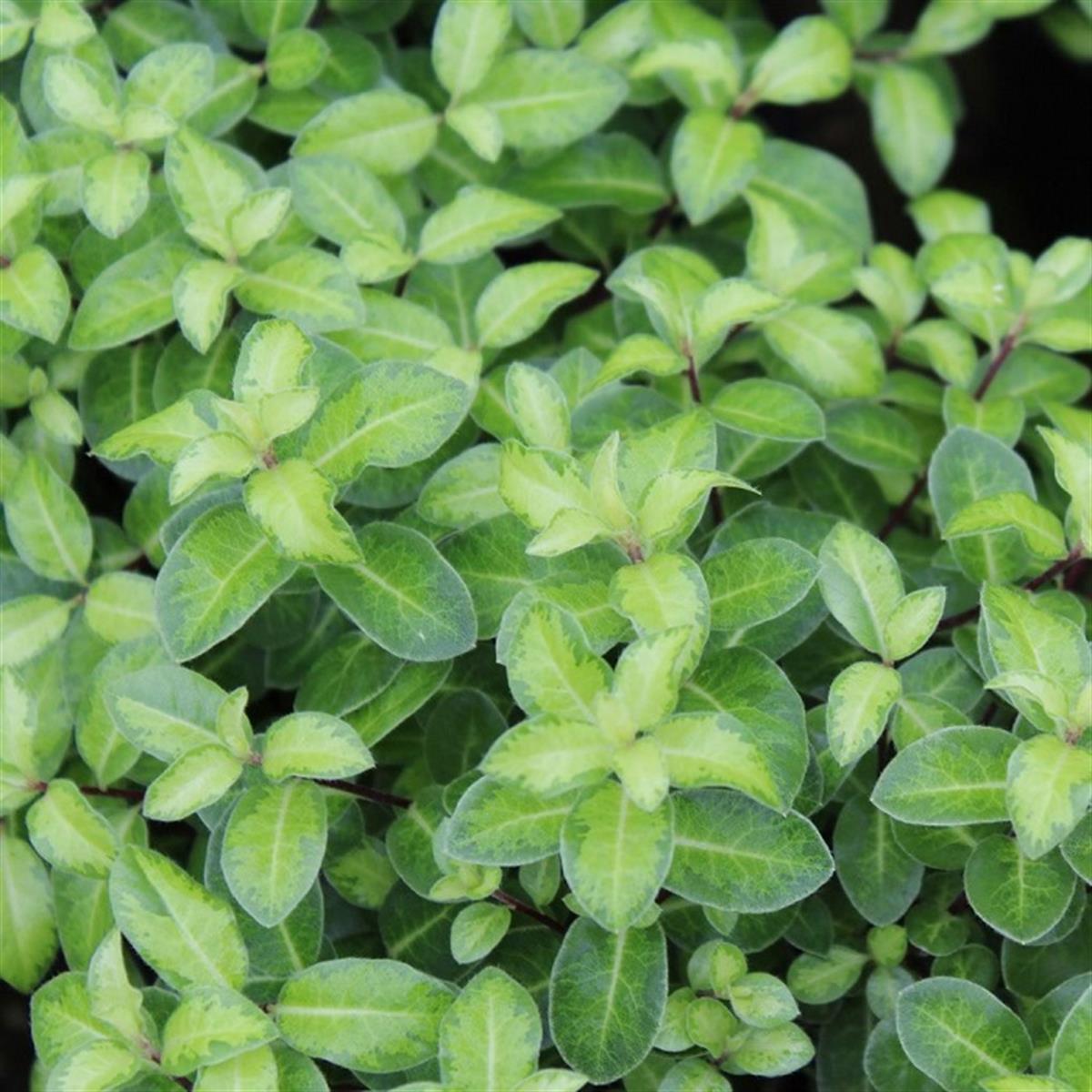 Pittosporum tenuifolium Golden ball Pitosporum fidanı