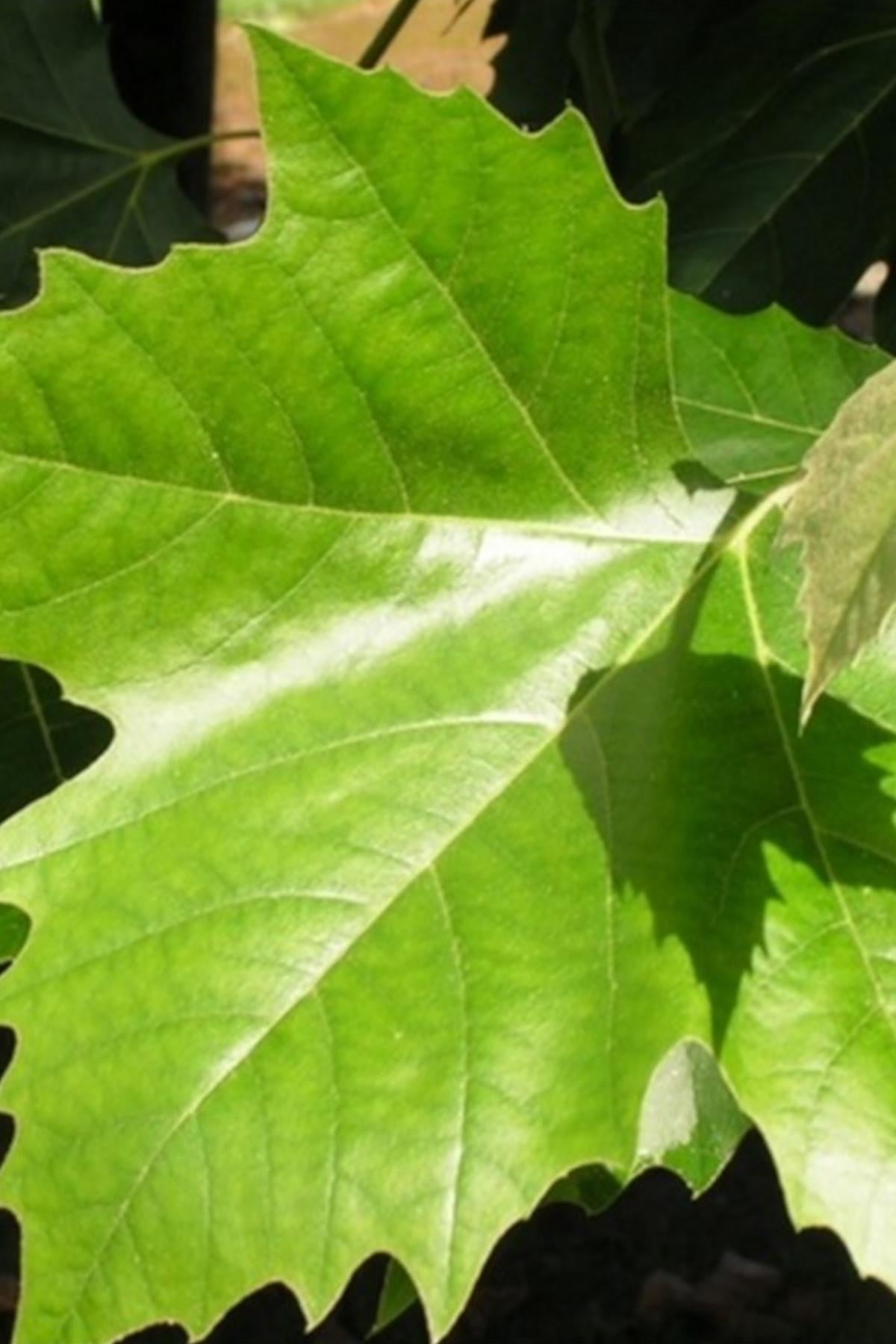 Platanus hispanica acerifolia Londra Batı Çınar fidanı