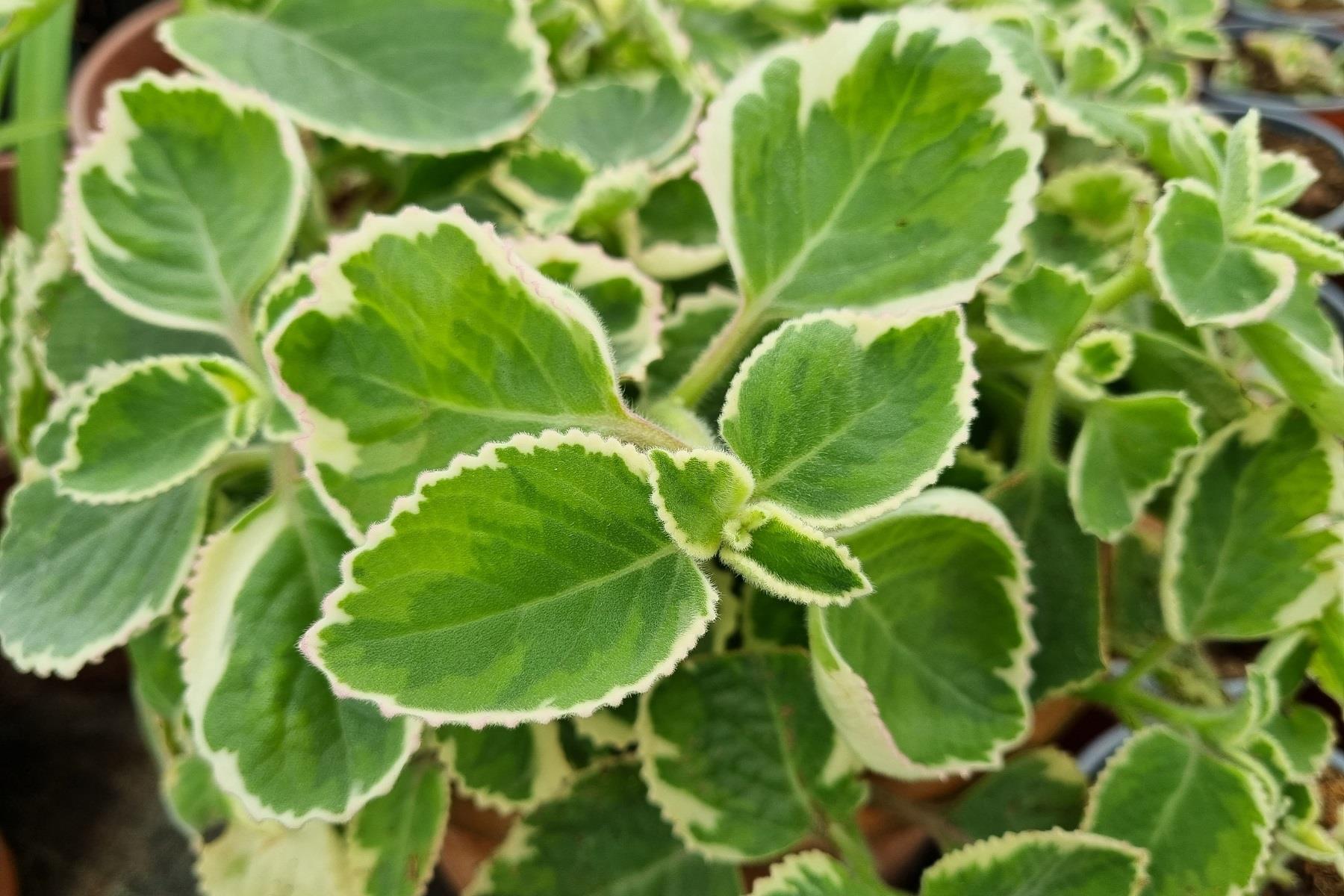 Plectranthus madagascariensis Lavander Çiçeği