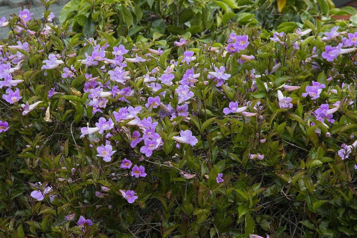 Podraena ricasoliana Bignone violet Pembe borazan sarmaşığı fidanı