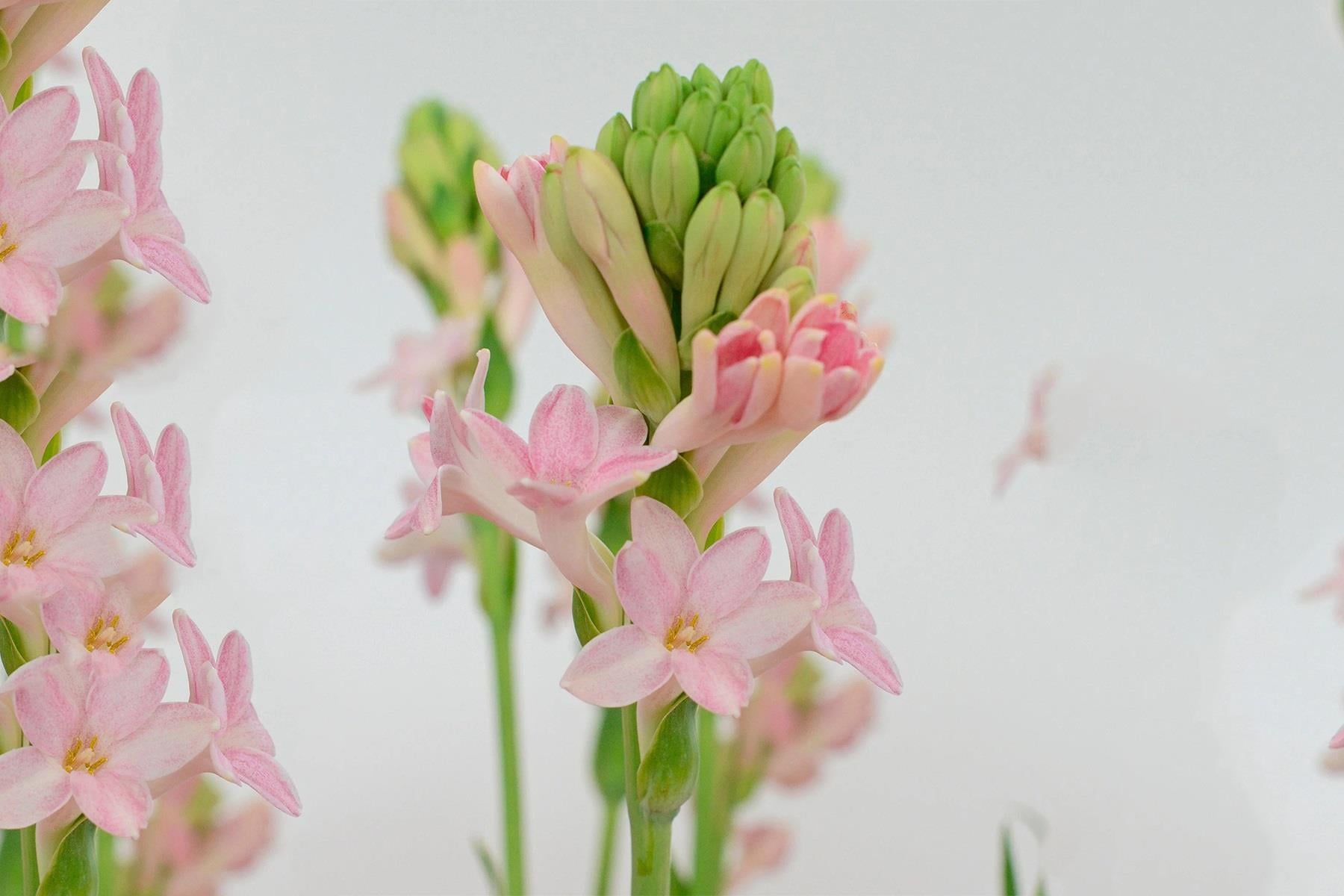 Polianthes tuberosa sümbül teber sümbülteber soğanı-Sensation