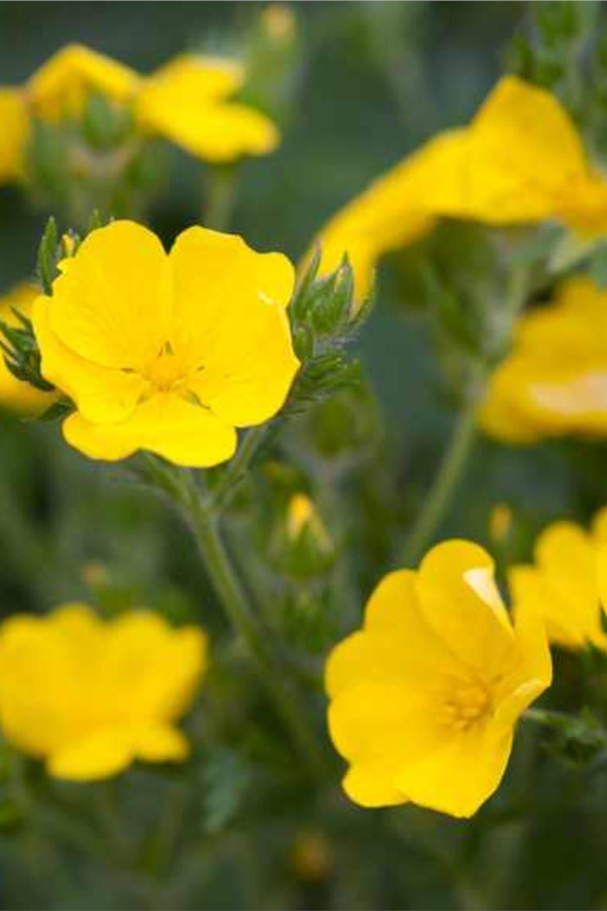 Potentilla thurberi Joune Yellow Sarı Beşparmak otu fidanı