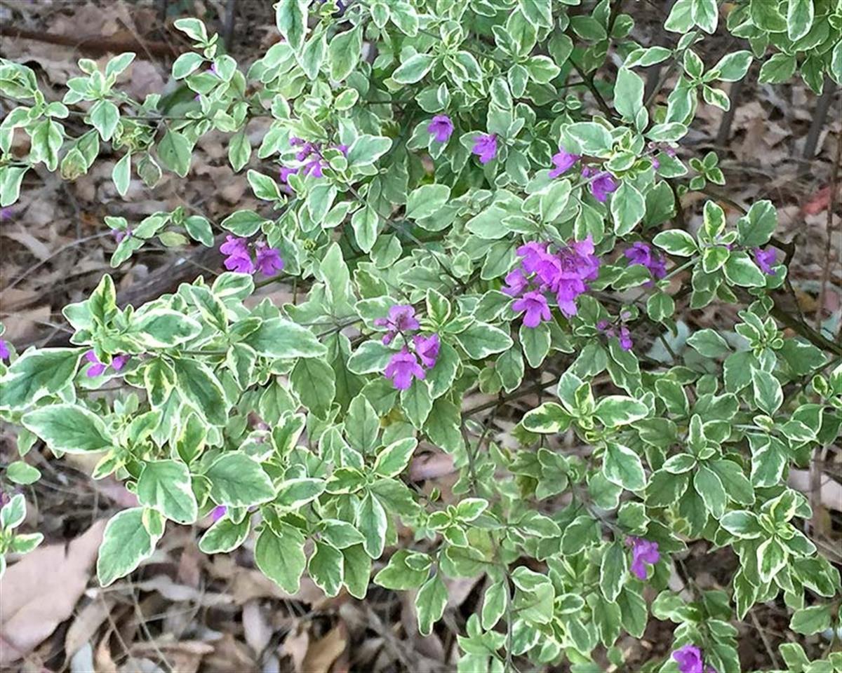 Prostanthera ovalifolia variegata Alacalı Alp Nane çalısı fidesi