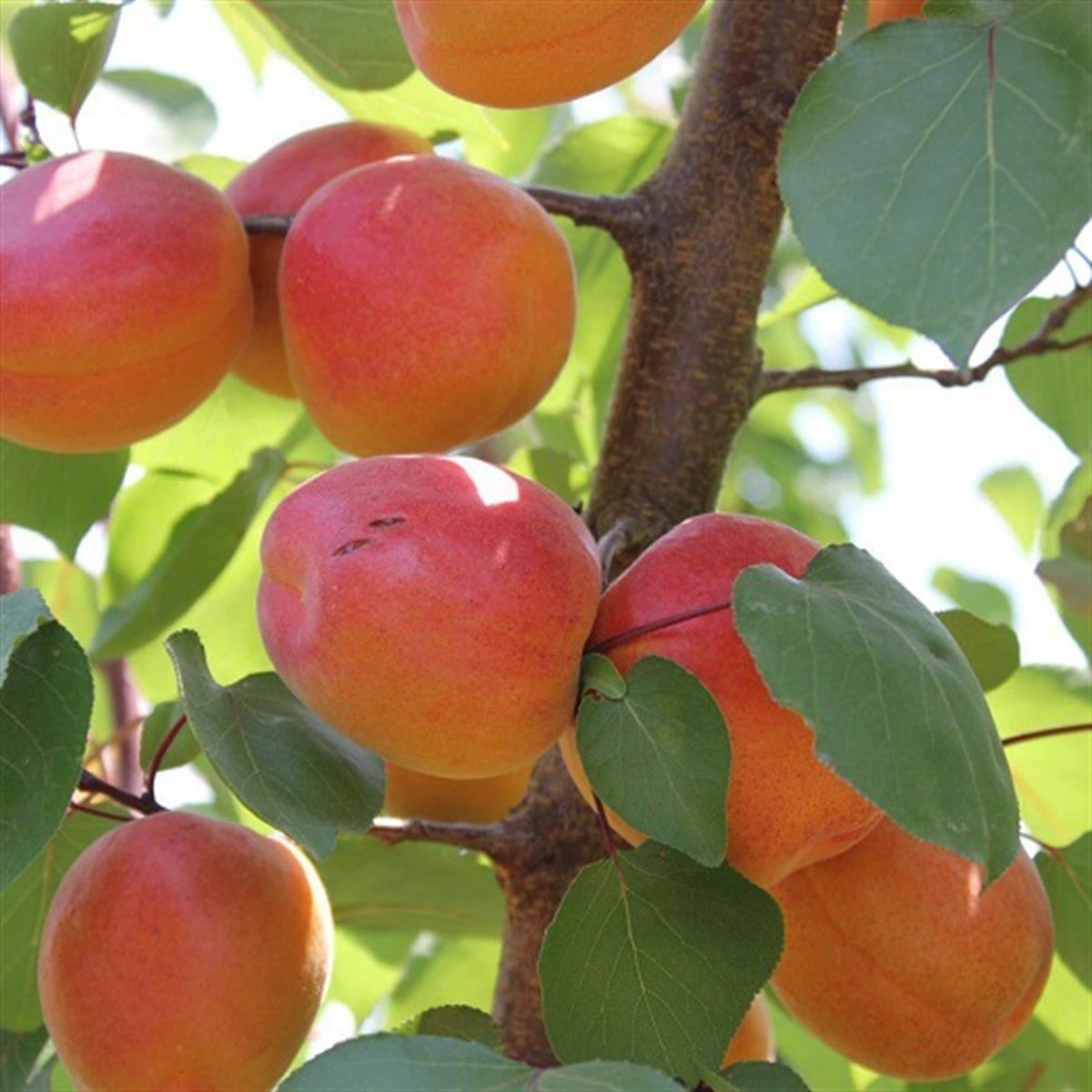 Prunus armeniaca Perfect Red kayısı fidanı