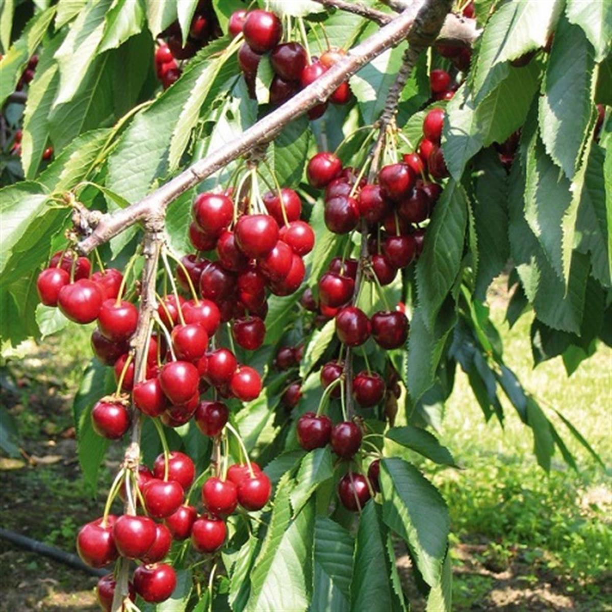 Prunus avium A-2 Star Giant Kiraz fidanı