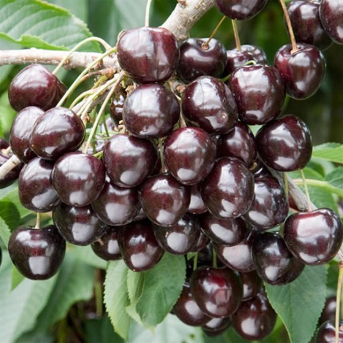 Prunus avium Kordia Siyah Kiraz fidanı