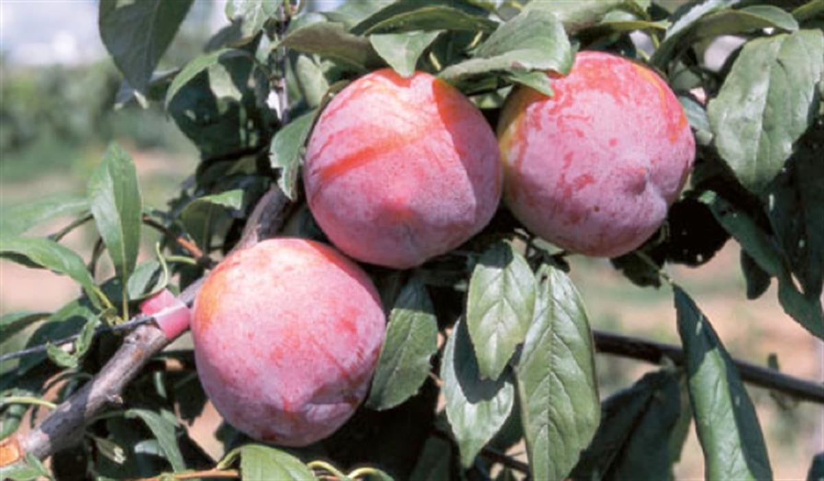 Prunus domestica Autumn Giant İri Siyah Giant Erik Fidan