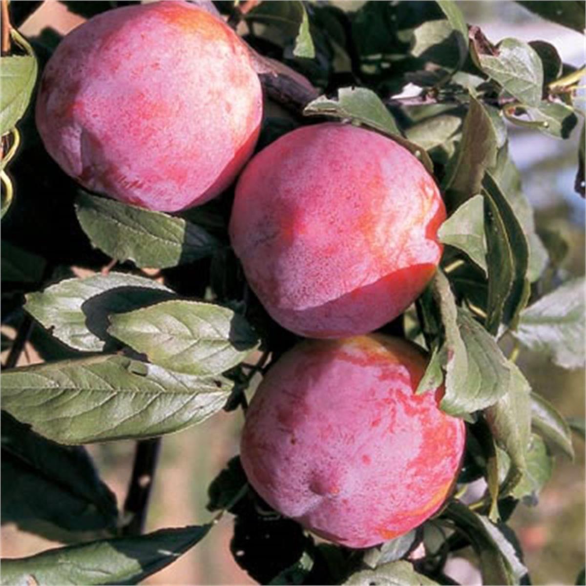 Prunus domestica Giant Erik fidanı