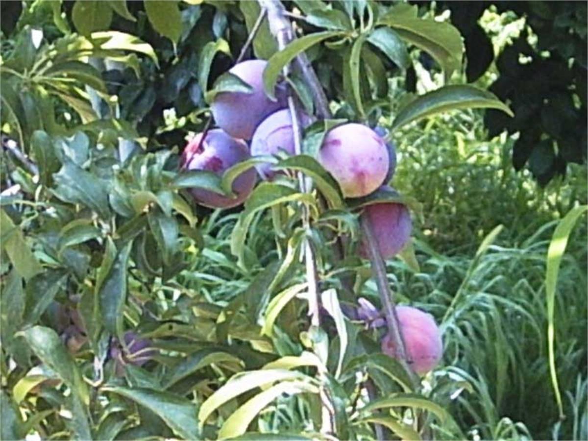 Prunus domestica İtalyan Erik
