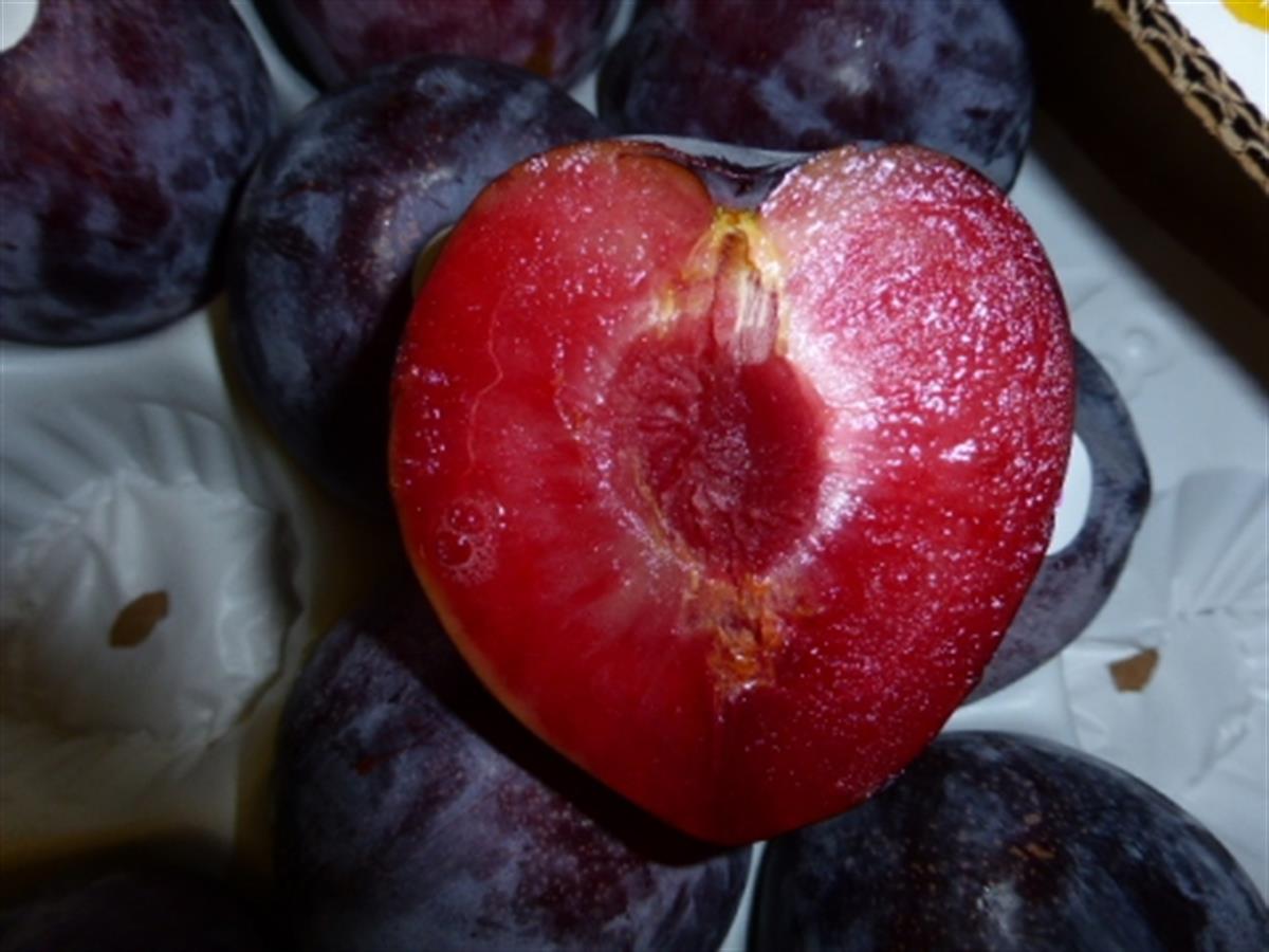 Prunus domestica Prime Time Erik fidanı