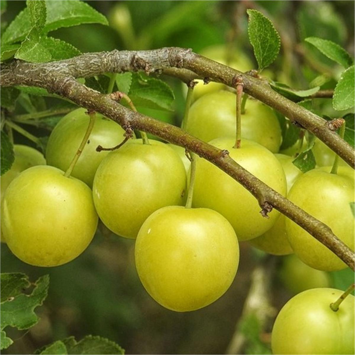 Prunus domestica Yabani Erik fidanı