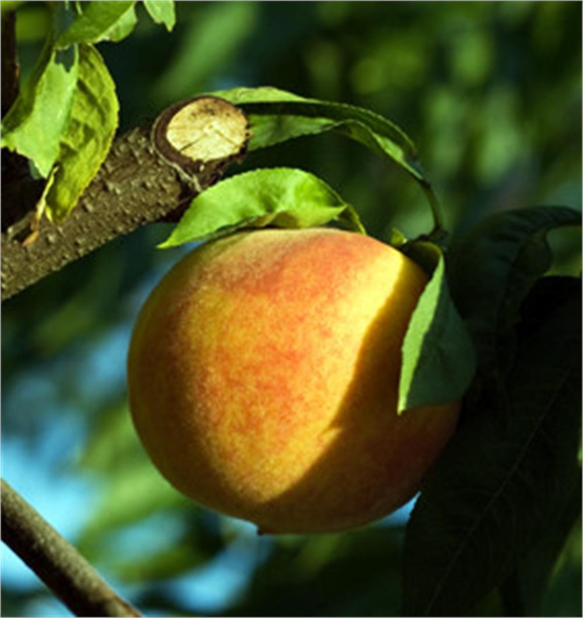 Prunus persica June Gold Şeftali fidanı