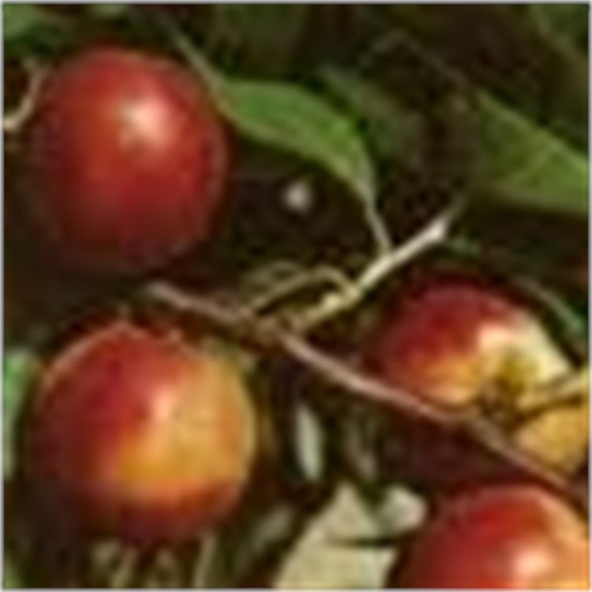 Prunus persica No10 Şeftali Fidan