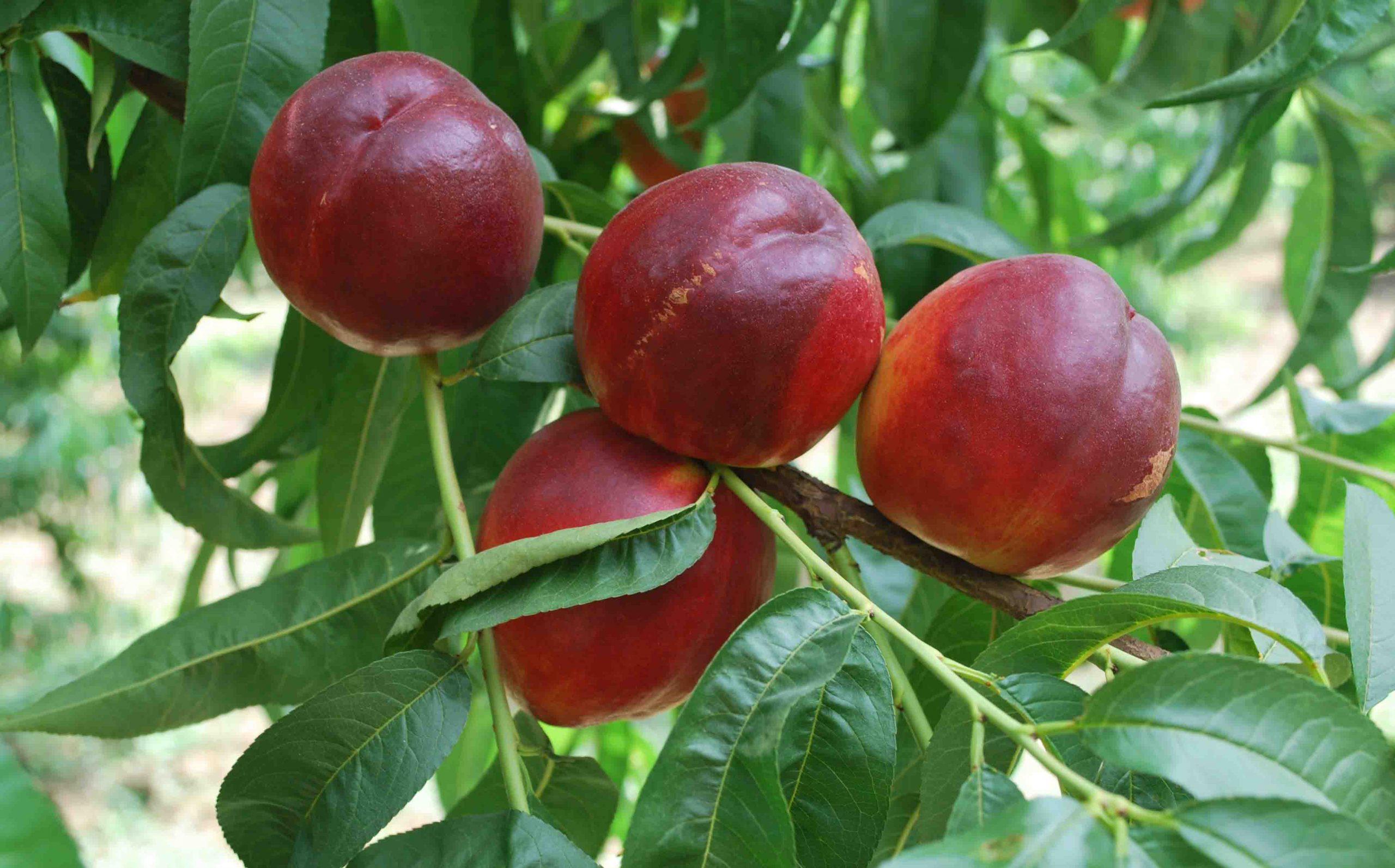 Prunus persica nucipersica Amiga Nektarin fidanı