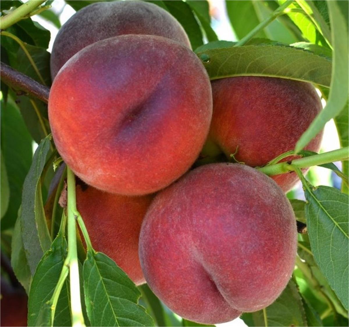 Prunus persica Royal Glory Şeftali fidanı