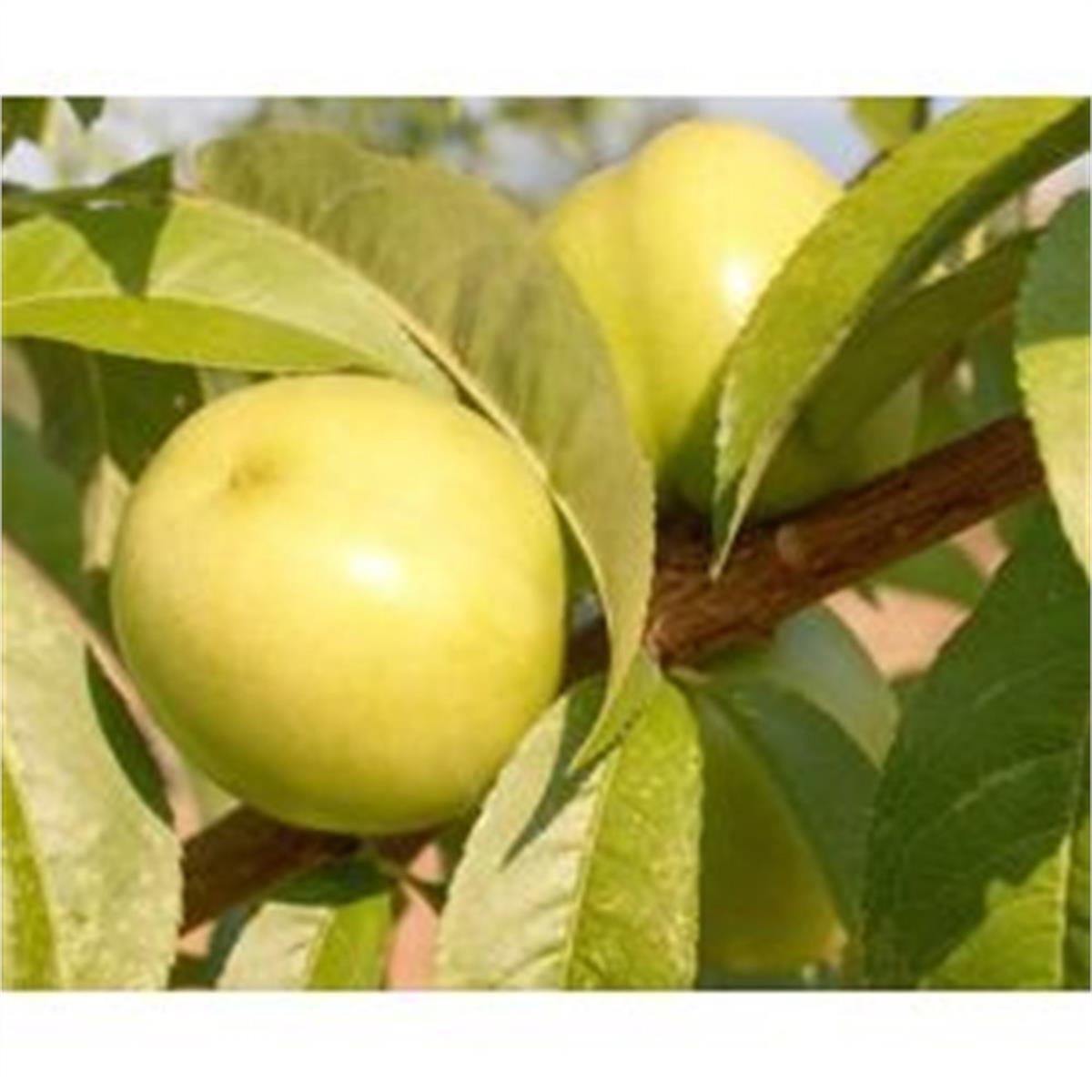 Prunus persica var. nucipersica Beyaz Nektarin Şeftali fidanı