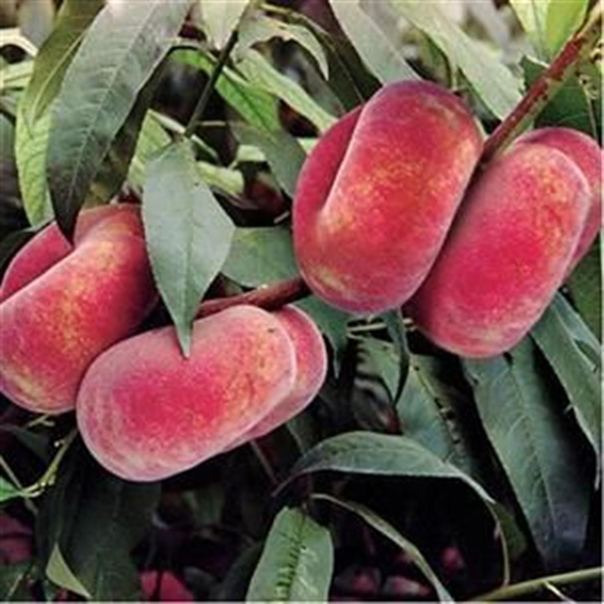 Prunus persica Yassı Şeftali fidanı