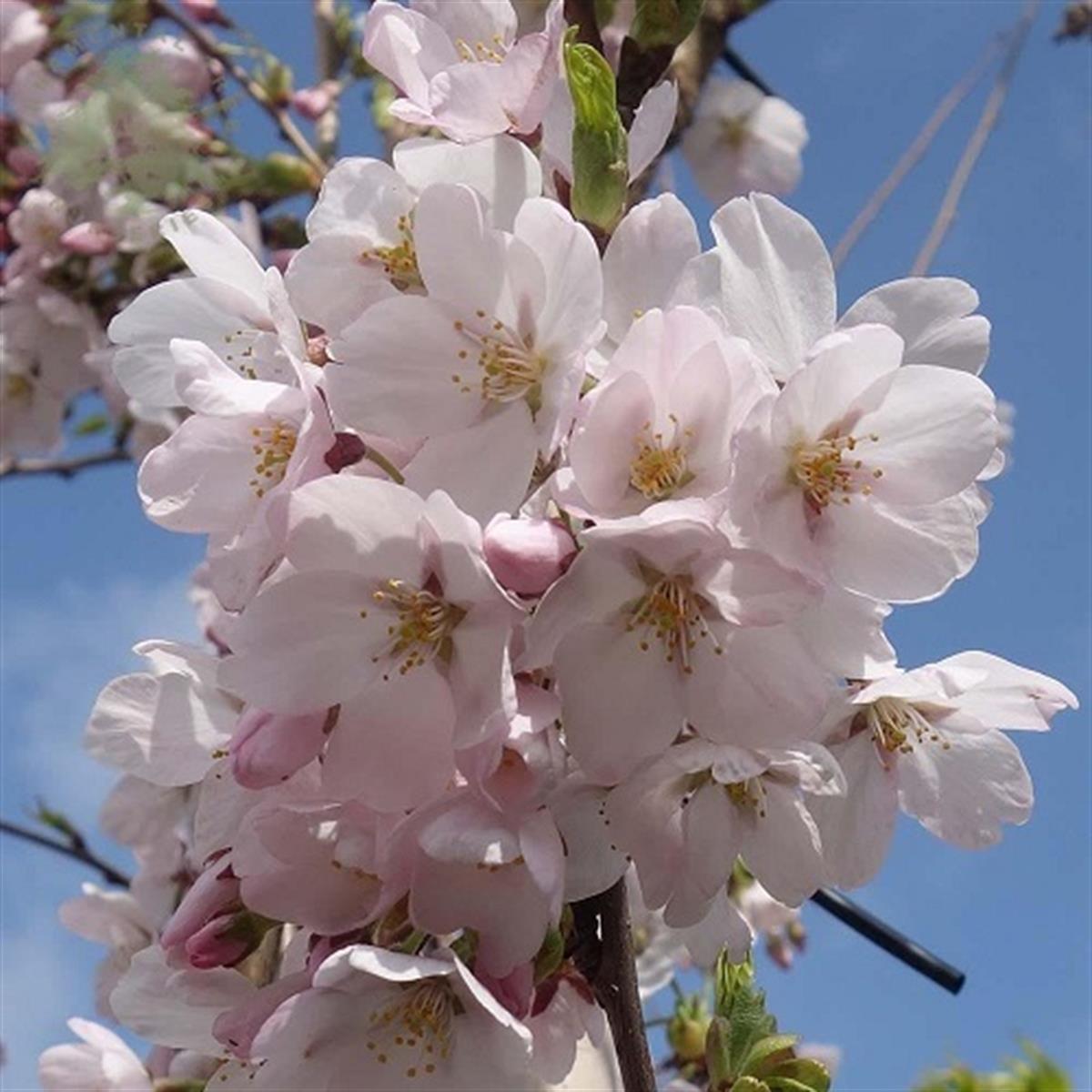 Prunus yedoensis Süs Kirazı