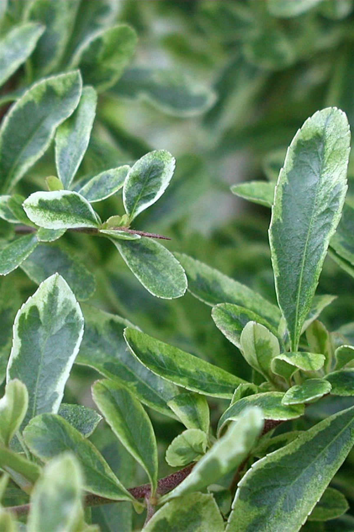 Pyracantha ateş dikeni Saphyr Panache