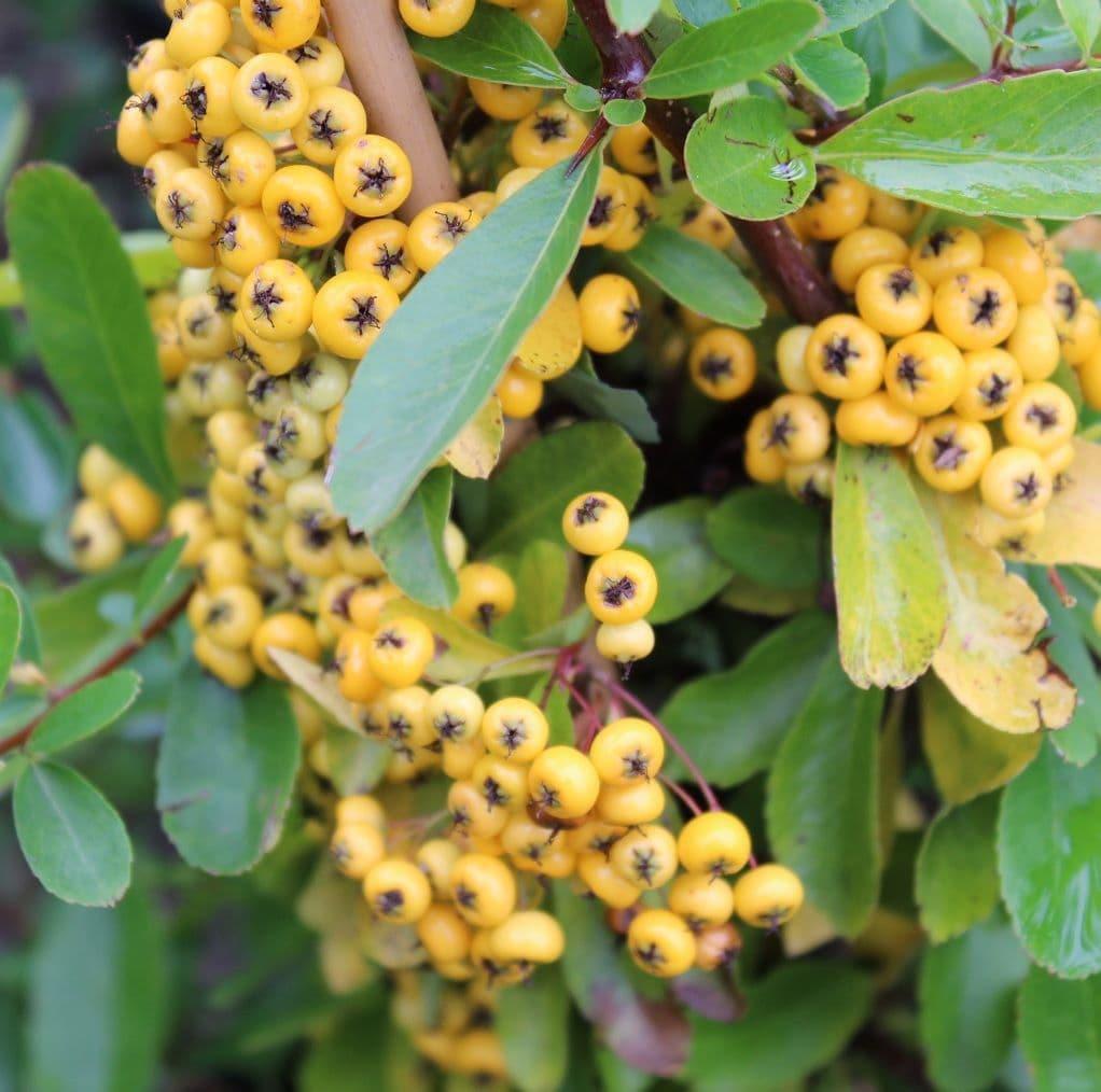 Pyracantha cocc. Saphyr Yellow Sarı Meyveli Ateş dikeni fidanı