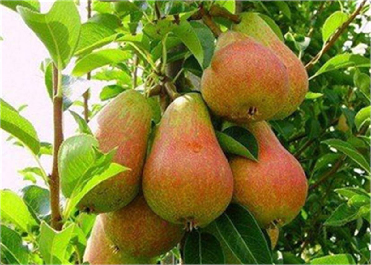 Pyrus communis Carmen Armut fidanı